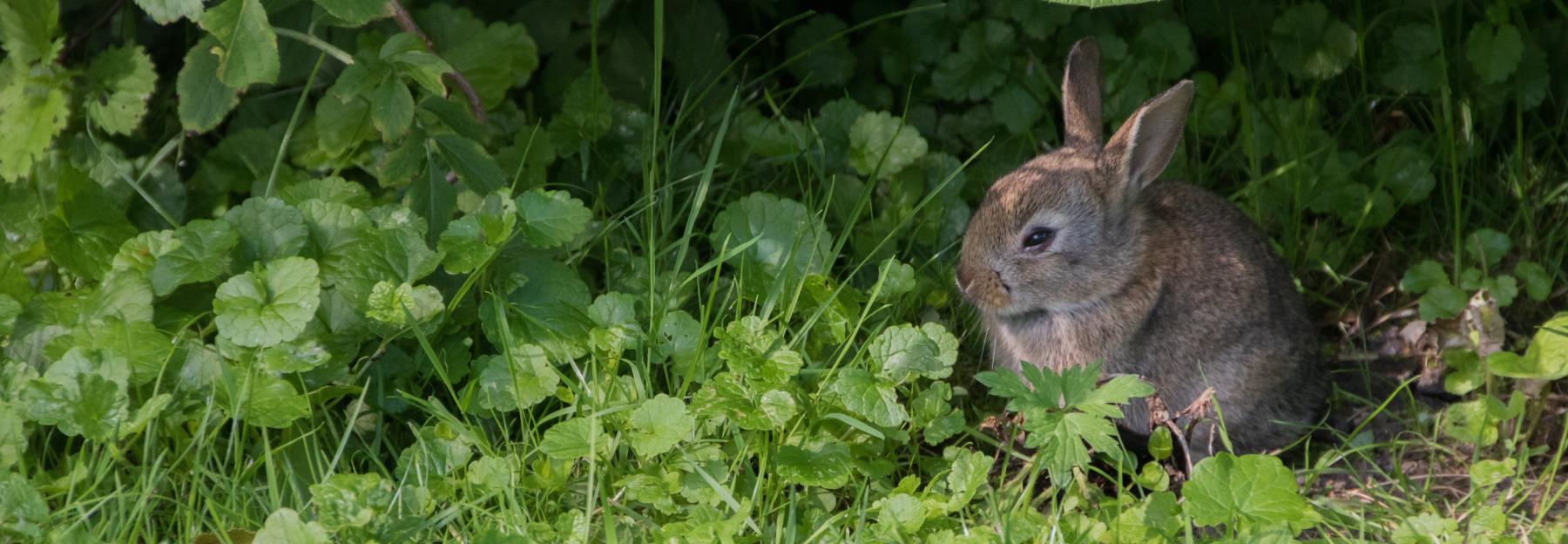 Wildkaninchen