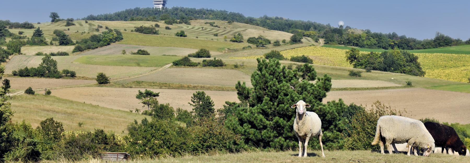 Weidelandschaft im Naturpark, im Vordergrund Schafe, im Hintergrund eine Radar-"Kugel"