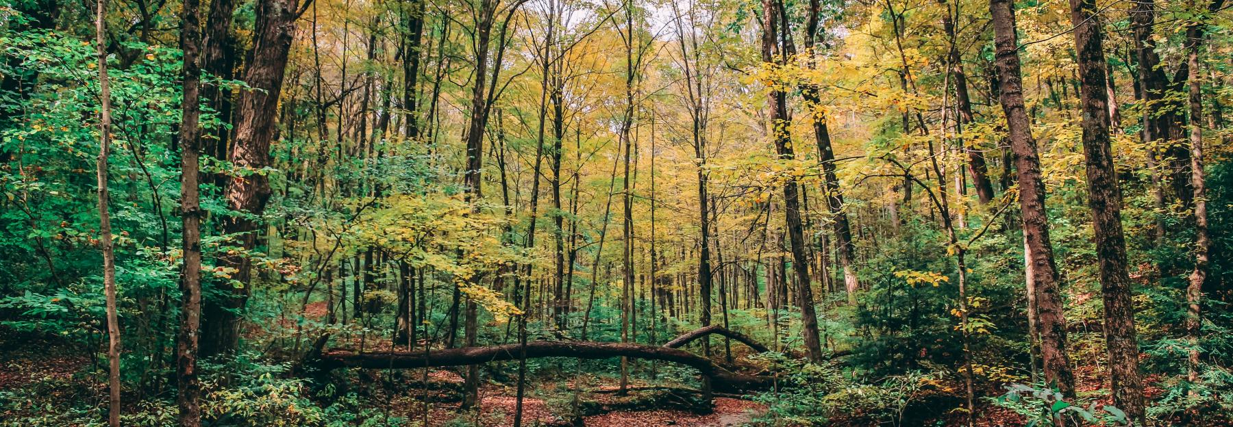 Wald im Wandel