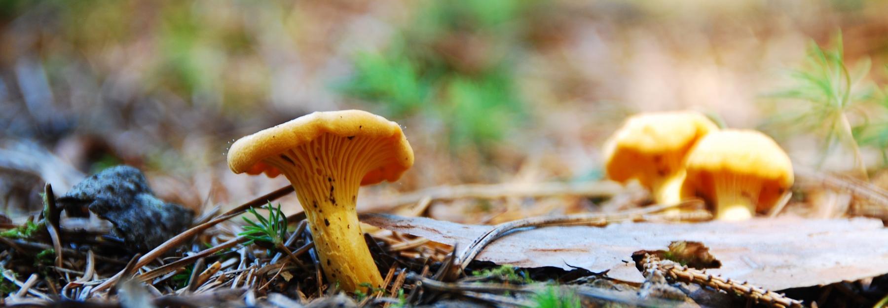 10 Heimische Essbare Pilze Und Ihre Giftigen Doppelganger Bluhendes Osterreich