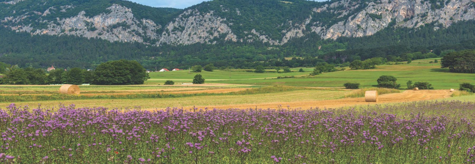 Panorama Hohe Wand, bunt blühende Wiese, im Hintergrund der Gebirgszug