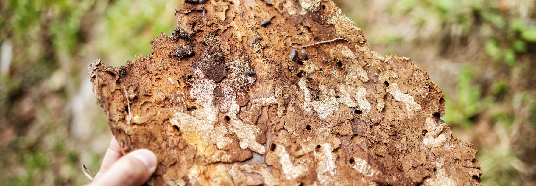 Rindenstück mit Käfer-Fraßgängen 