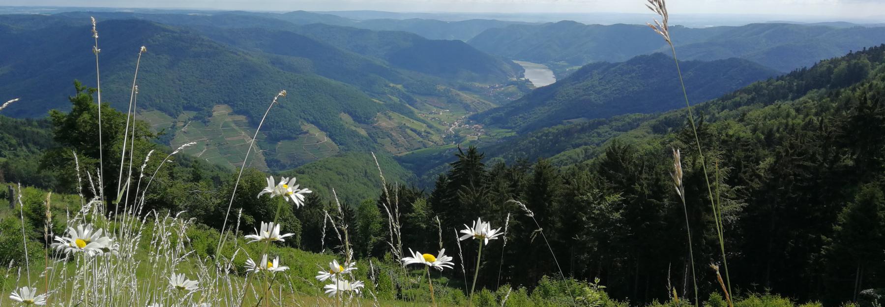 Ausblick ins Tal der Wachau, von einer Hügelkuppe mit blühenden Margeriten 