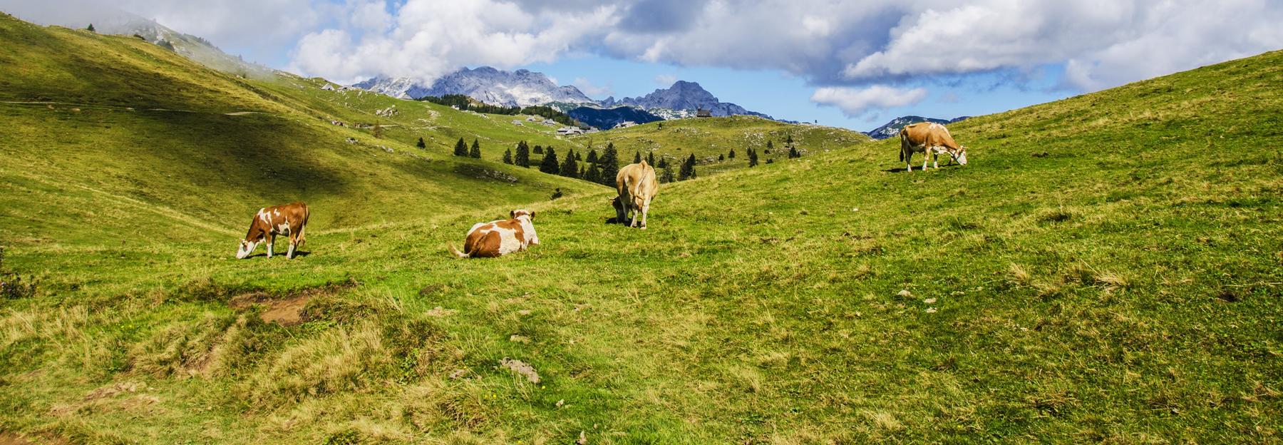 wanderungen almen