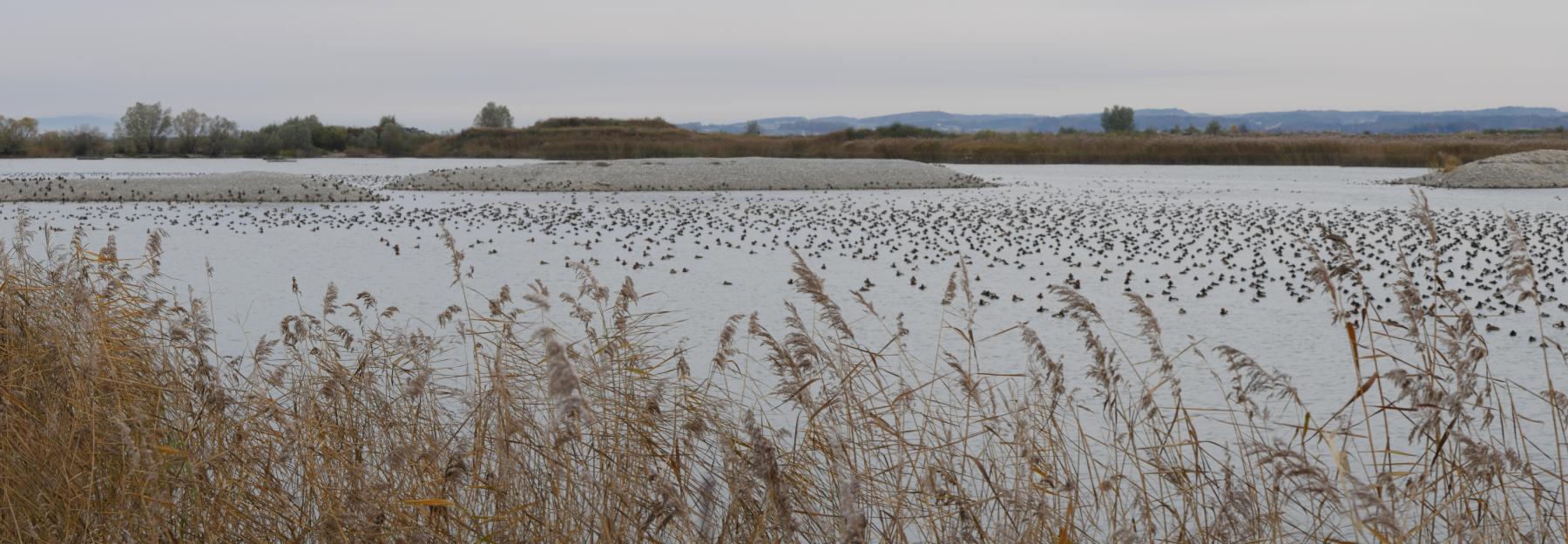 Rastende Wasservögel im Rheindelta