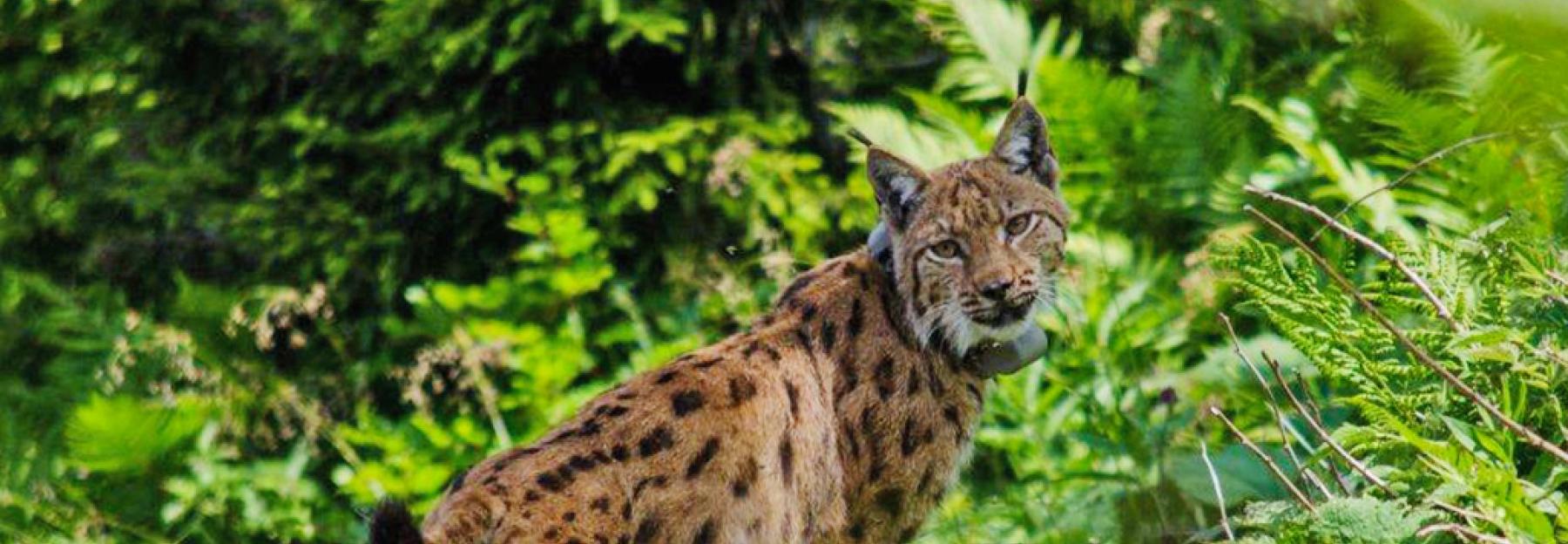 Luchs, Nationalpark Kalkalpen