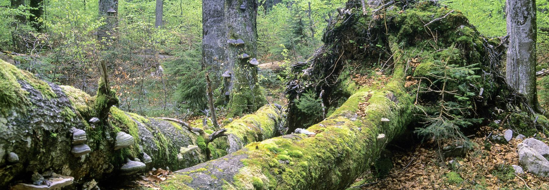 Rothwald, Wildnisgebiet Dürrenstein
