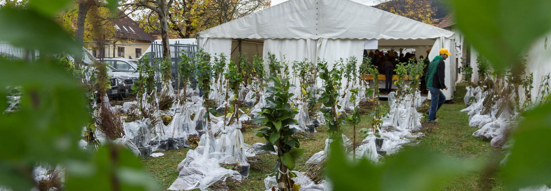 NÖ Heckentag 2019