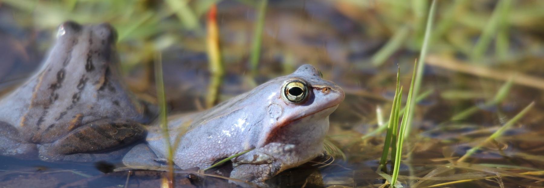 Moorfrosch