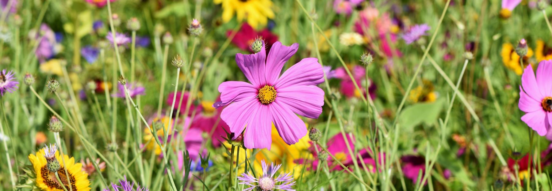 Blumenwiese