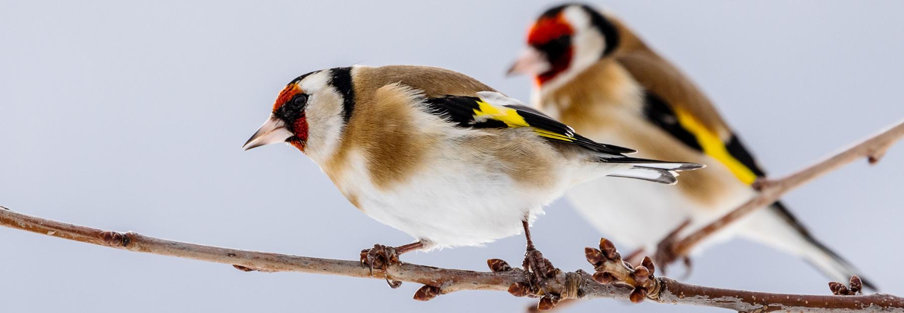 Stunde der Wintervögel Stieglitze