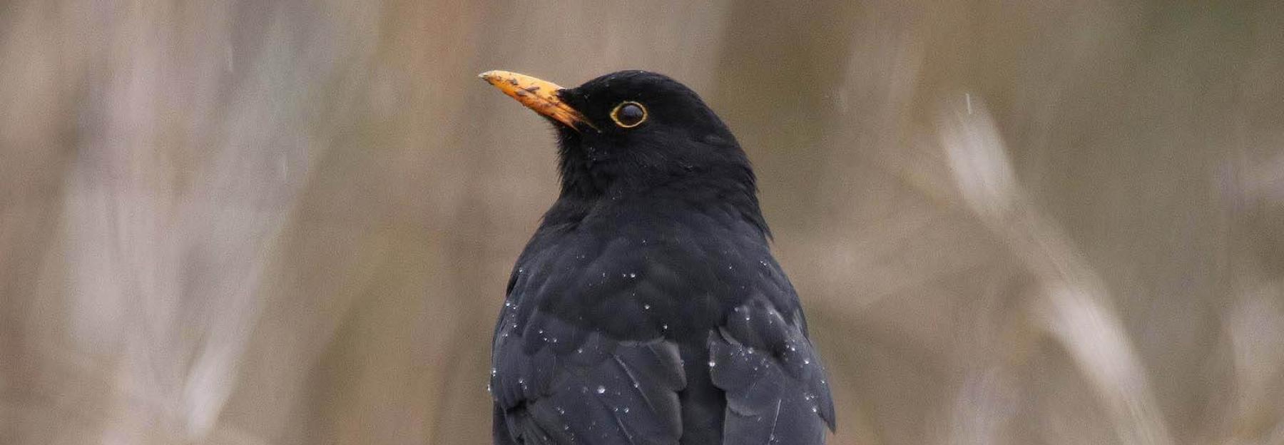 Stunde Der Wintervogel 2019 Schneemassen Und Unerwartete Besucher