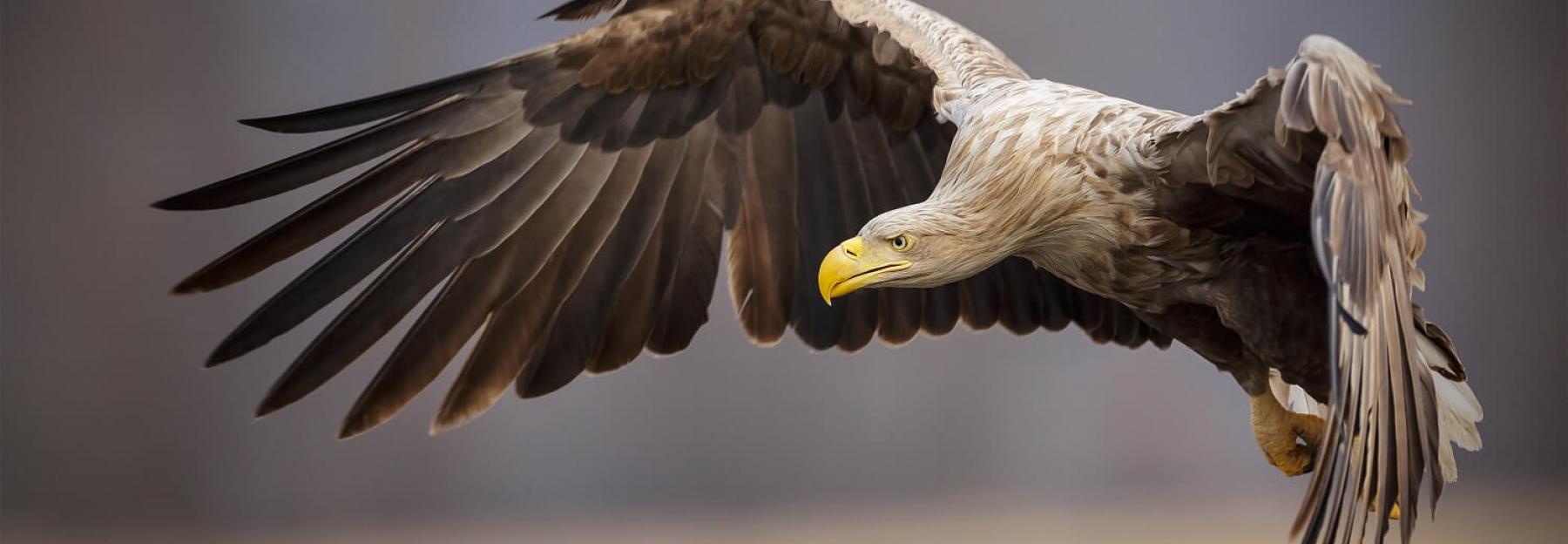 Seeadler im Flug