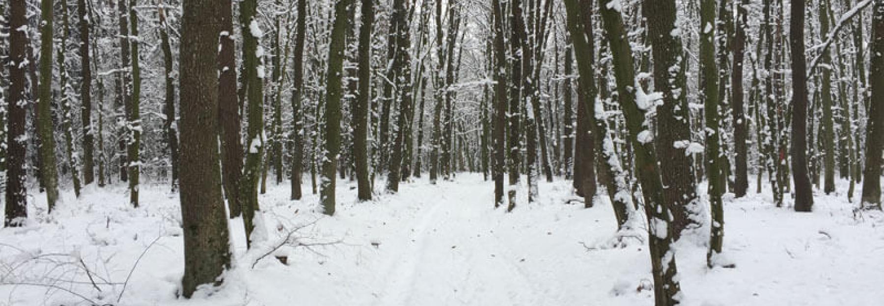 Im Winter ist die Chance, Tiere zu sehen oder deren Spuren zu entdecken größer als im Sommer.