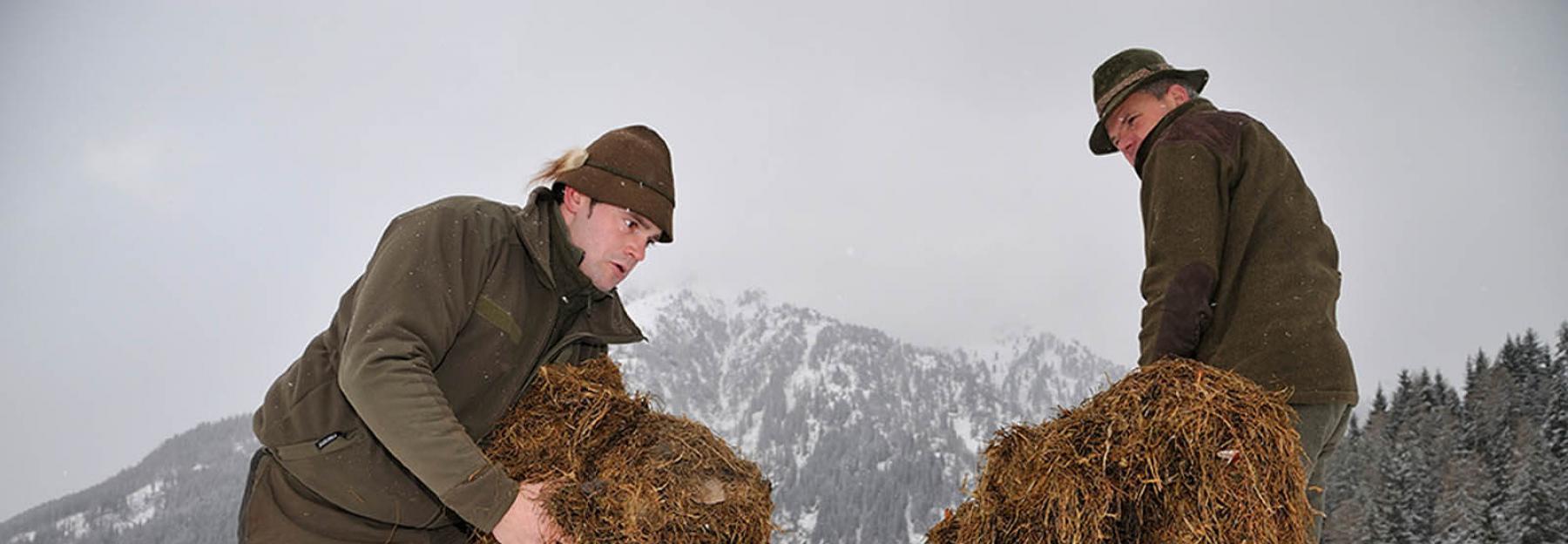 Zwei Männer legen Heu für Hirsche aus im Schnee