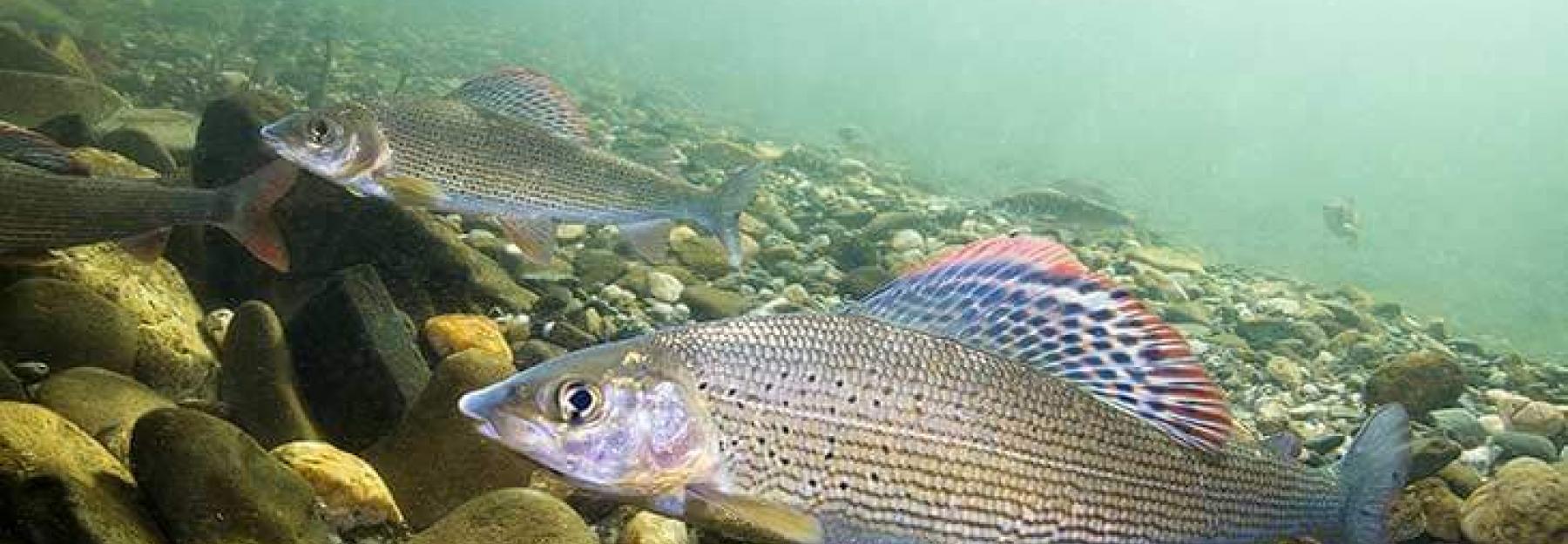 Europaische Asche Bluhendes Osterreich