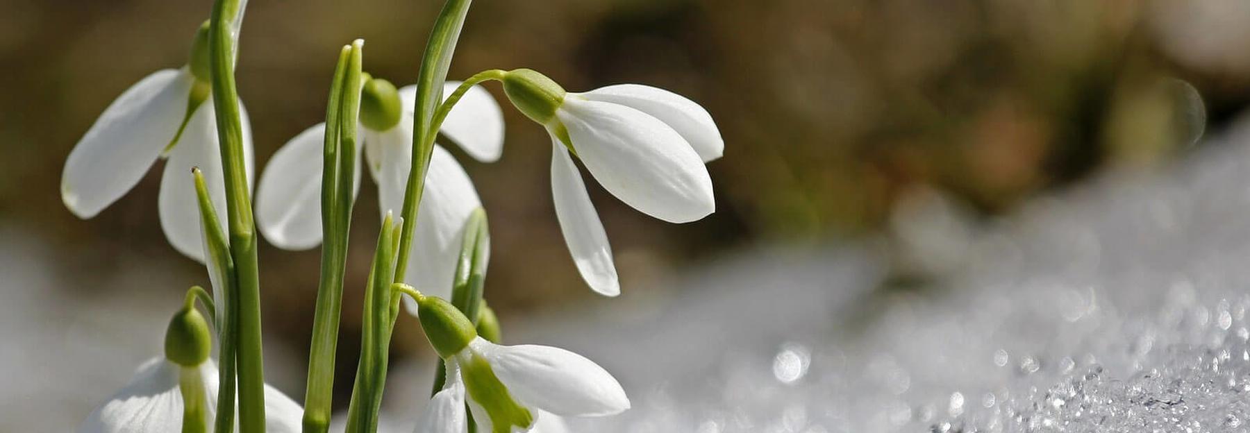 Wer Bluht Denn Da 10 Fruhlingsblumen Die Du Kennen Solltest