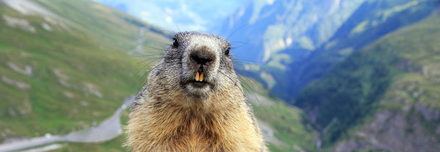 Murmeltier in den Alpen