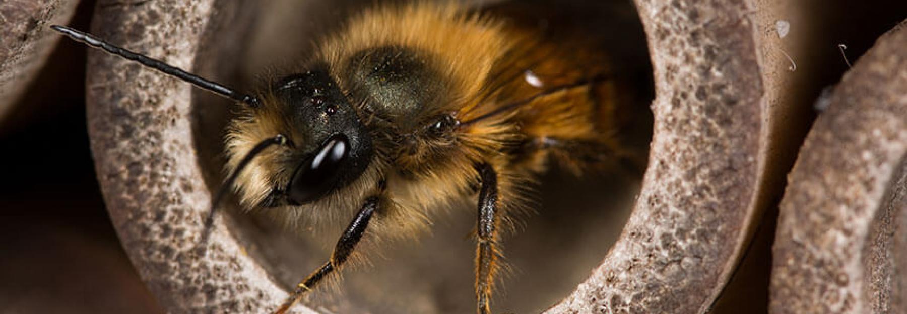 Rostrote Mauerbiene beim Nestbau