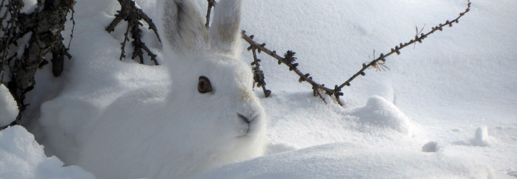 Tiere unter eis und schnee