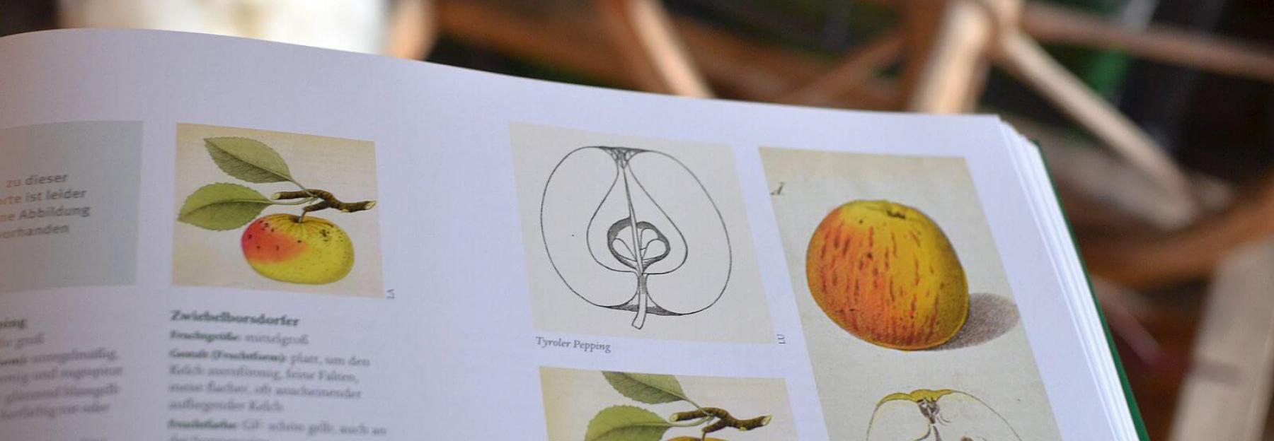 Anleitung zum Veredeln von Apfelbäumen (c) Stella Haller