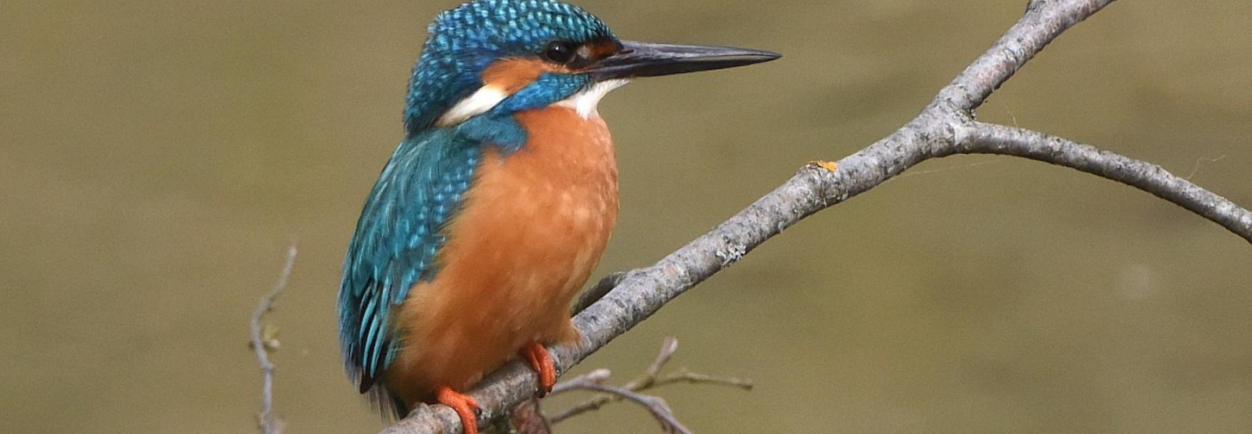 Eisvogel auf einem Ast