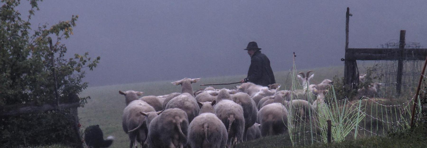 Schafhirte aus Leidenschaft