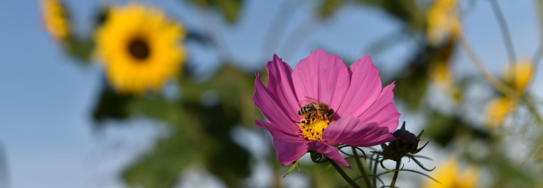 FlowerPower im Salzburger Land