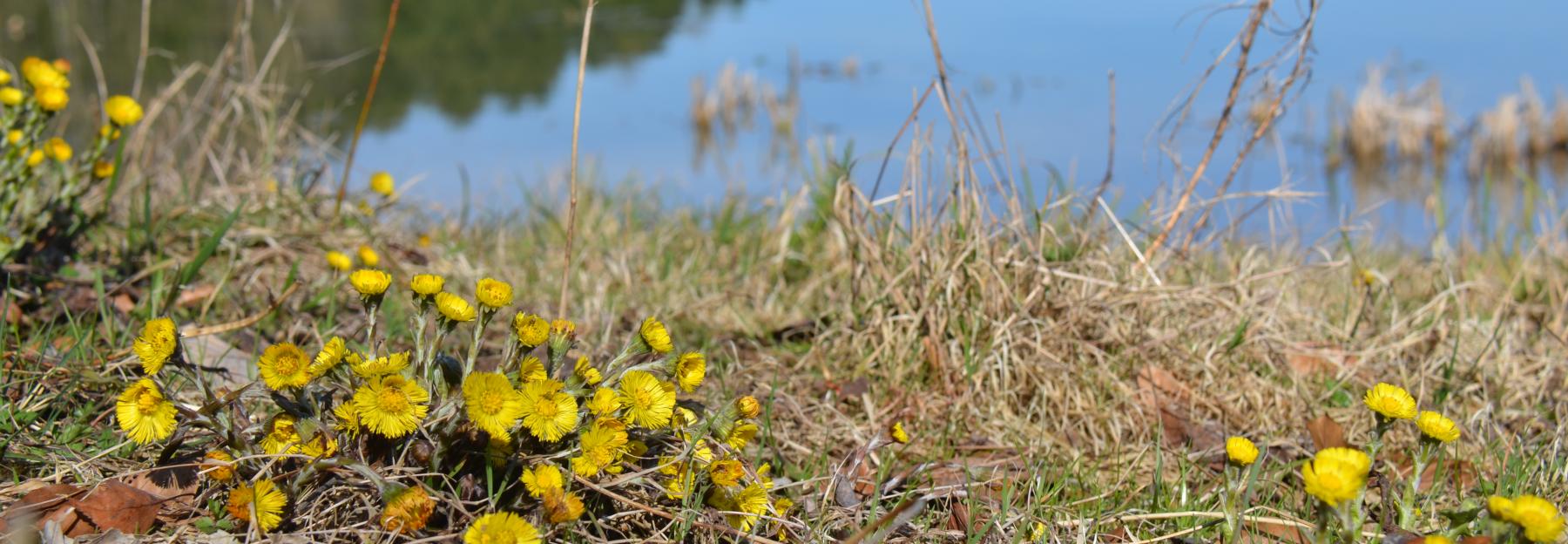 Blühender Huflattich vor einem Teich