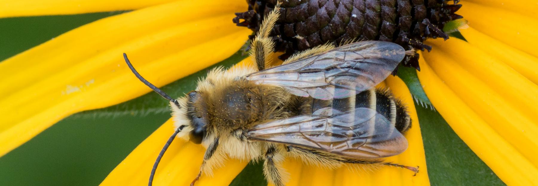 Hosenbienen auf Rudbeckia-Blüte