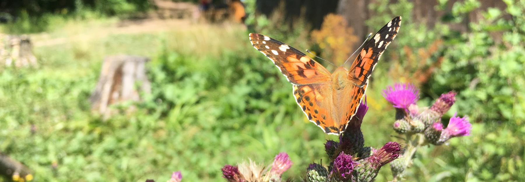 Schmetterling im Garten