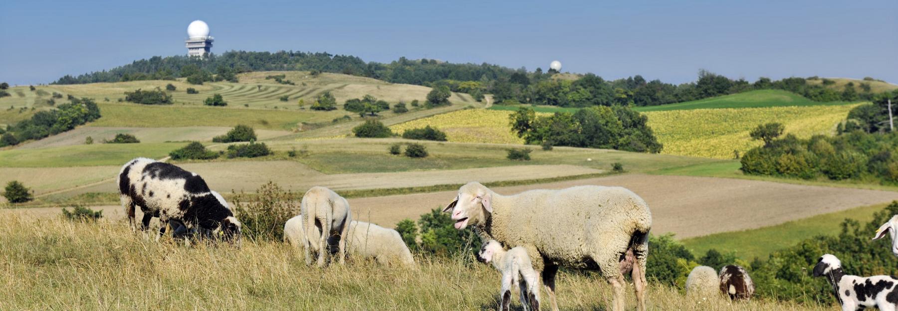 Schafe am Buschberg, im Hintergrund die beiden Radarkugeln