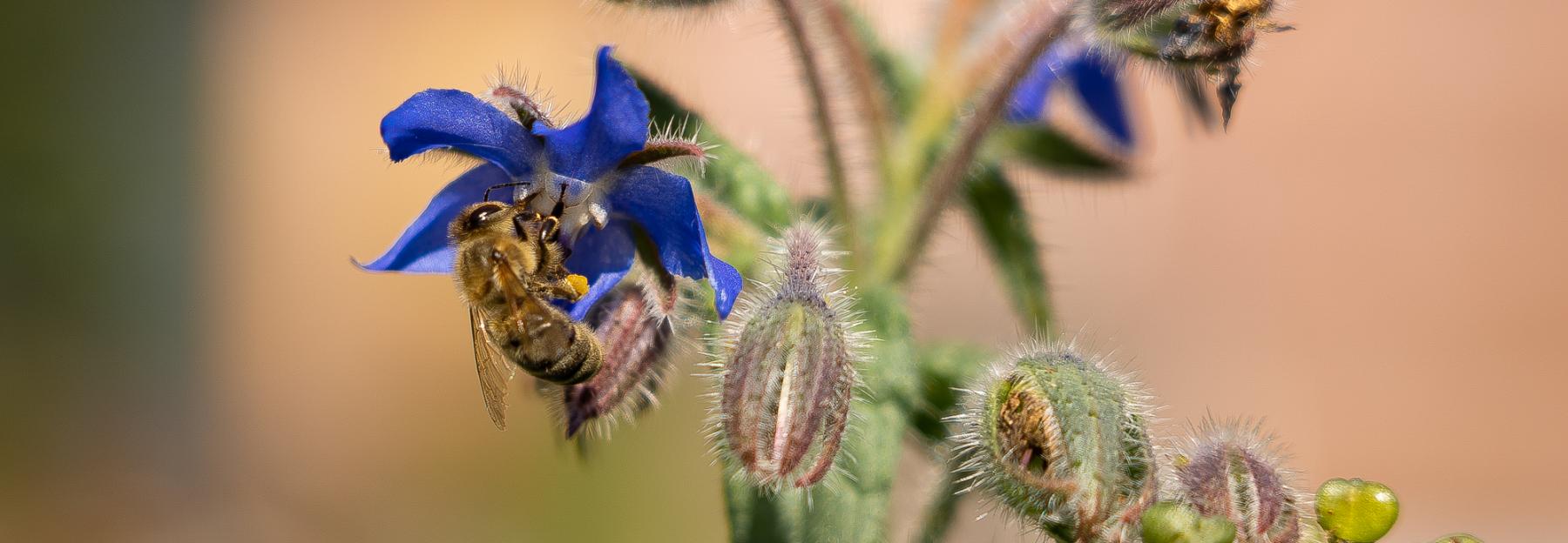 Biene beim Blütenbesuch (Borretsch)