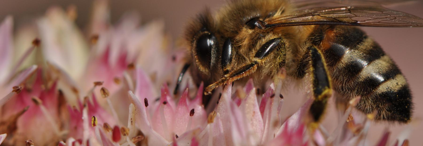 Honigbiene bei der Nektarsuche