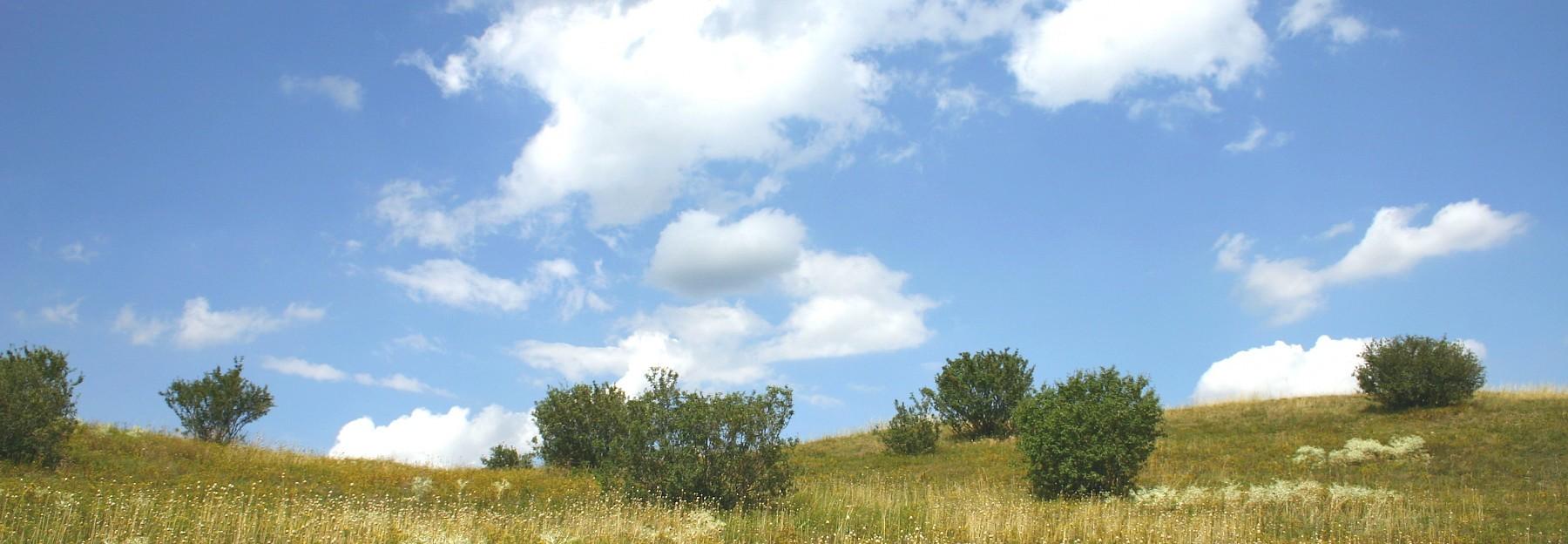 Perchtoldsdorfer Heide - Steppe am Stadtrand