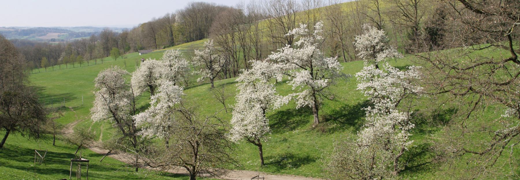 Streuobstwiese im Naturpark Obst-Hügel-Land mit blühenden Kirschbäumen