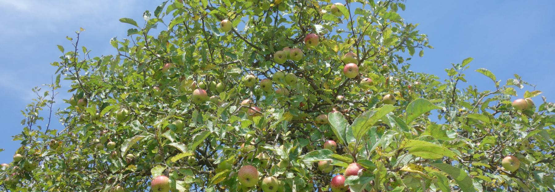 Apfelbaum - Krone mit Früchten