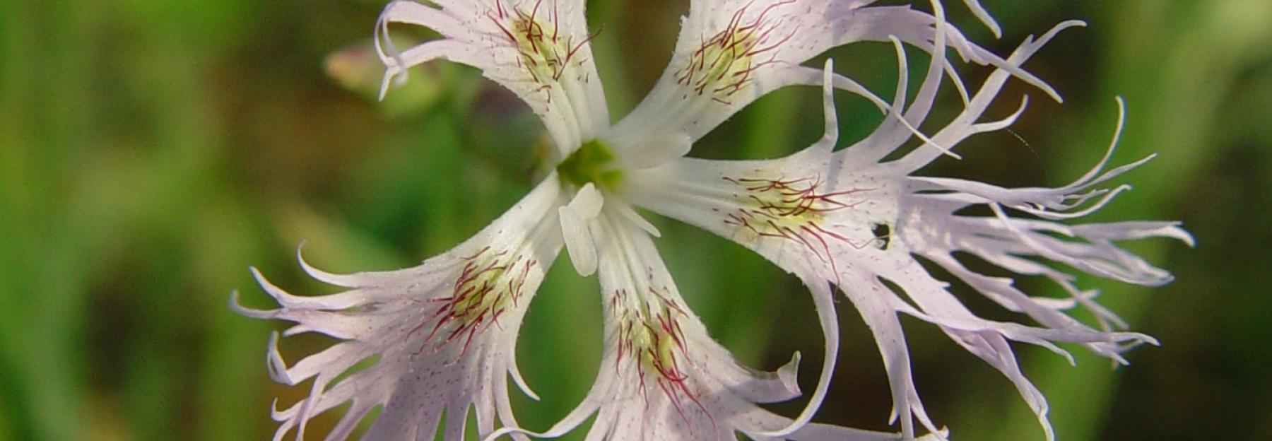 Feuchtwiesen-Prachtnelke, Blüte