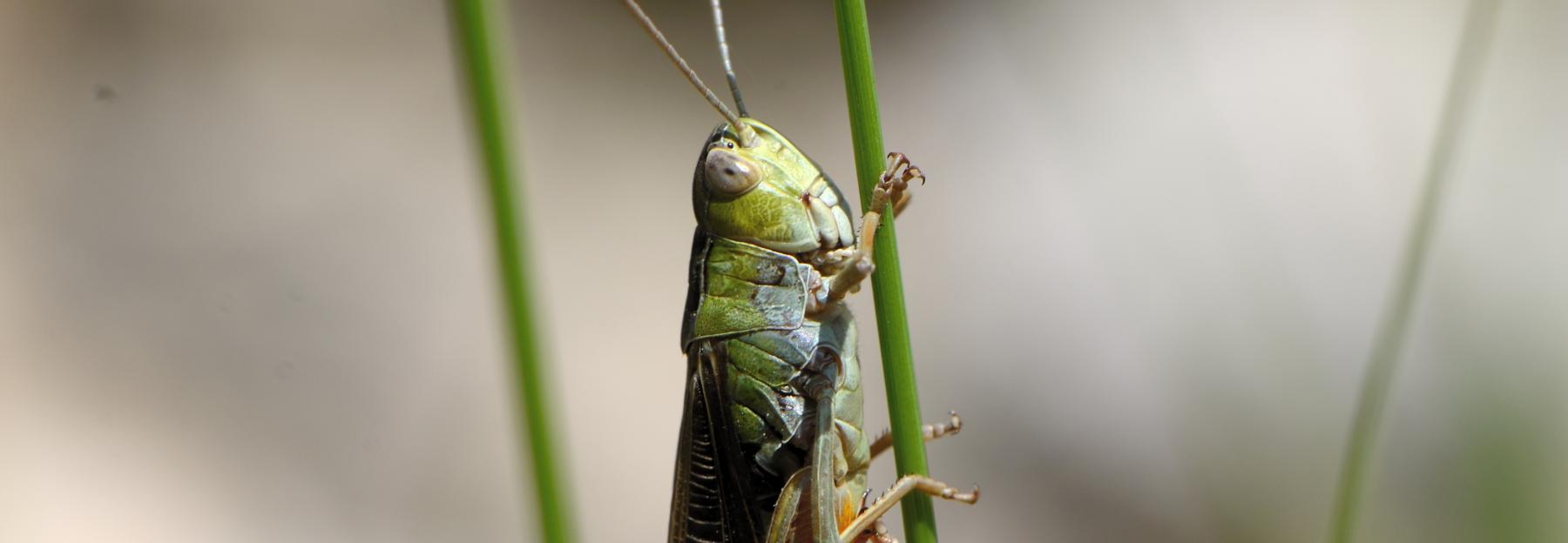 Bunter Alpengrashüpfer