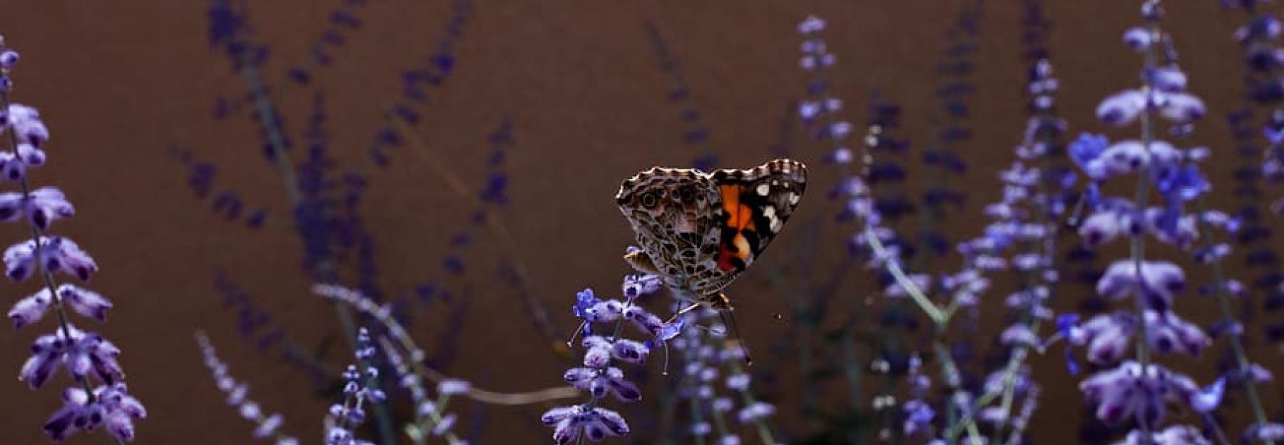 Schmetterling Lavendel 