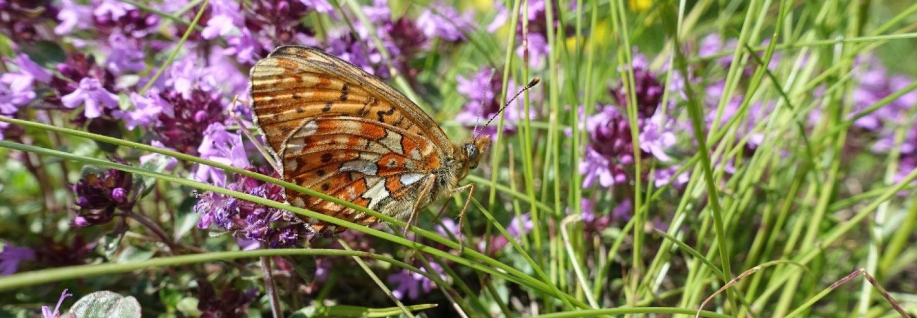 Silberfleck-Perlmuttfalter (Boloria euphrosyne) 