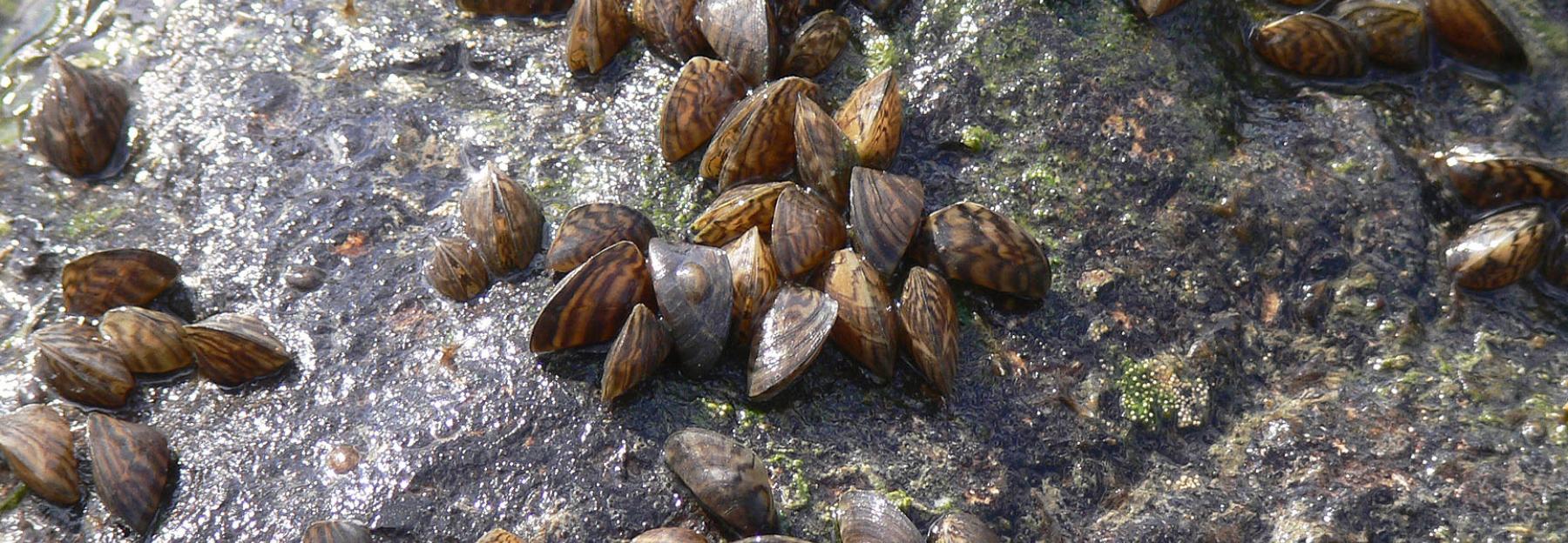 Heimische Muscheln