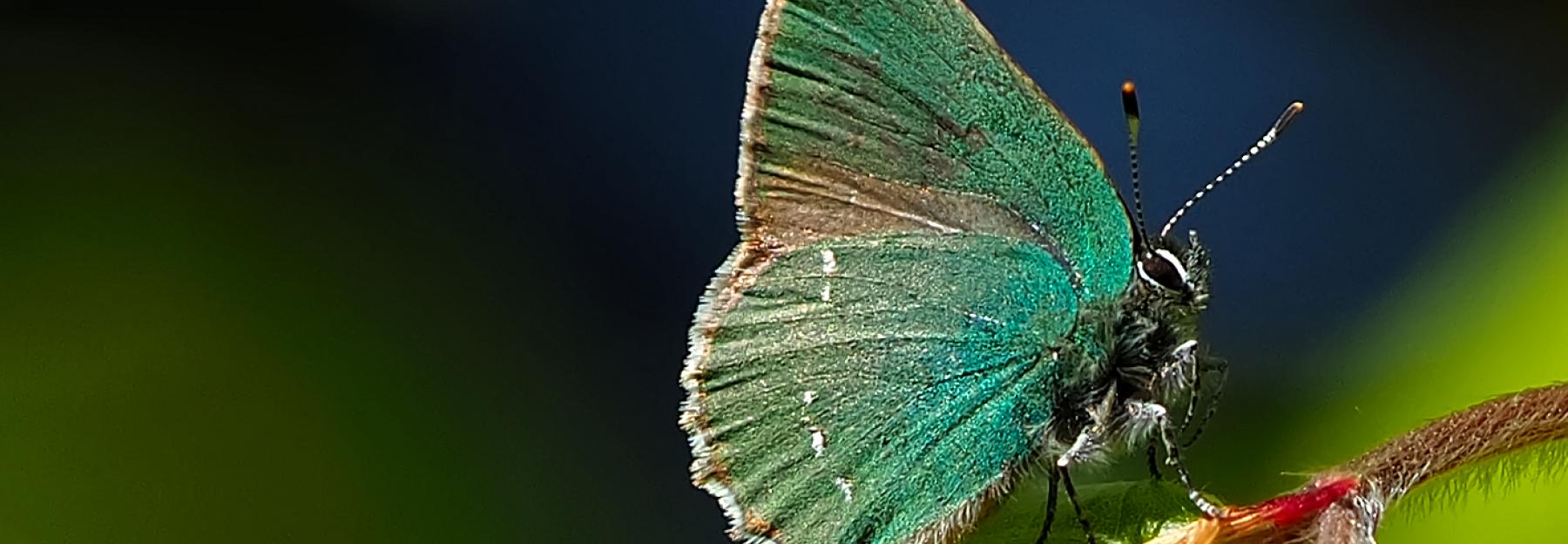 Schmetterling Grüner Zipfelfalter