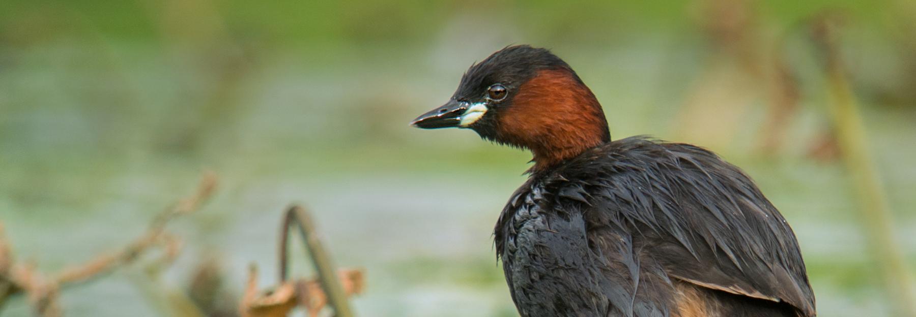 Zwergtaucher