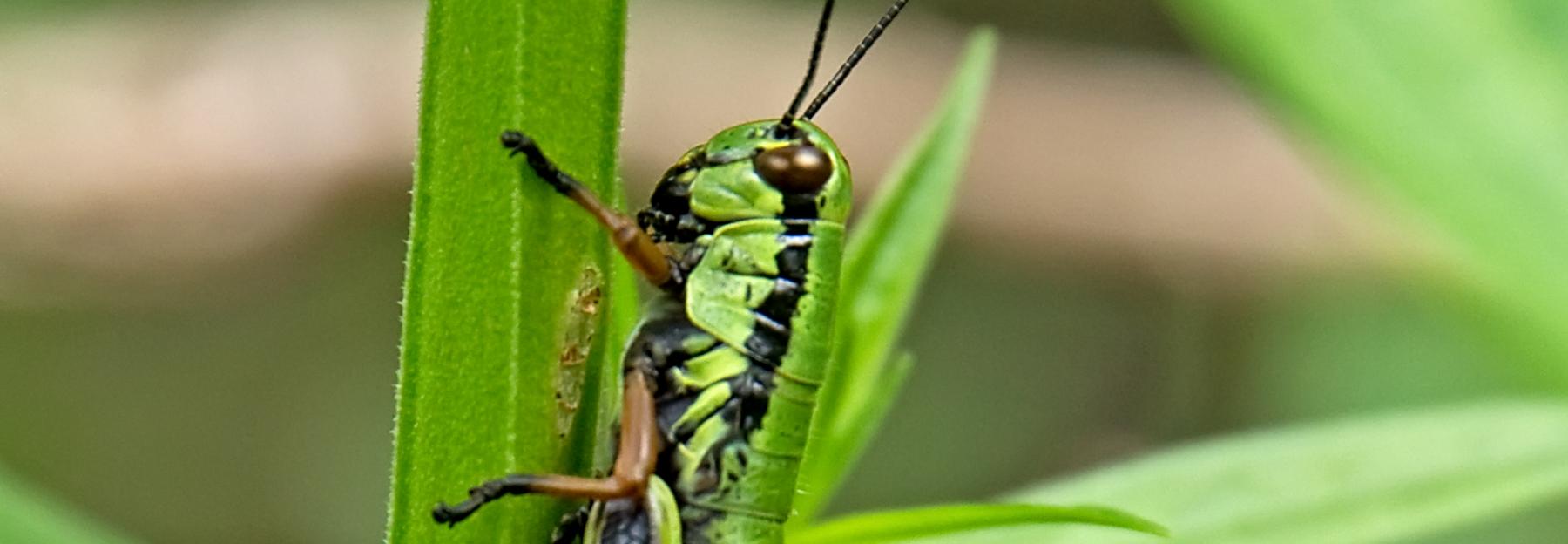 Flügellose Knarrschrecke