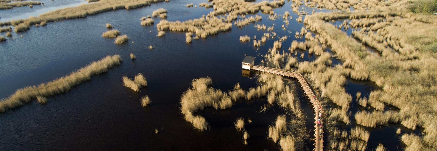 Schilfgürtel im Seewinkel