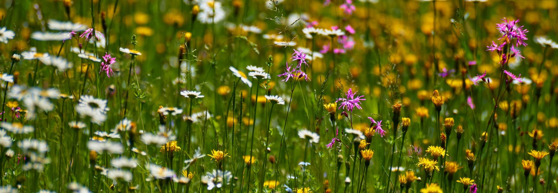 Blumenwiese mit Wiesen-Margerite und rosa Pech-Nelken