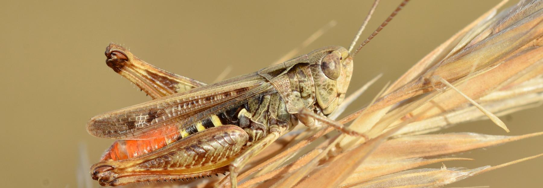 Rotleibiger Grashüpfer