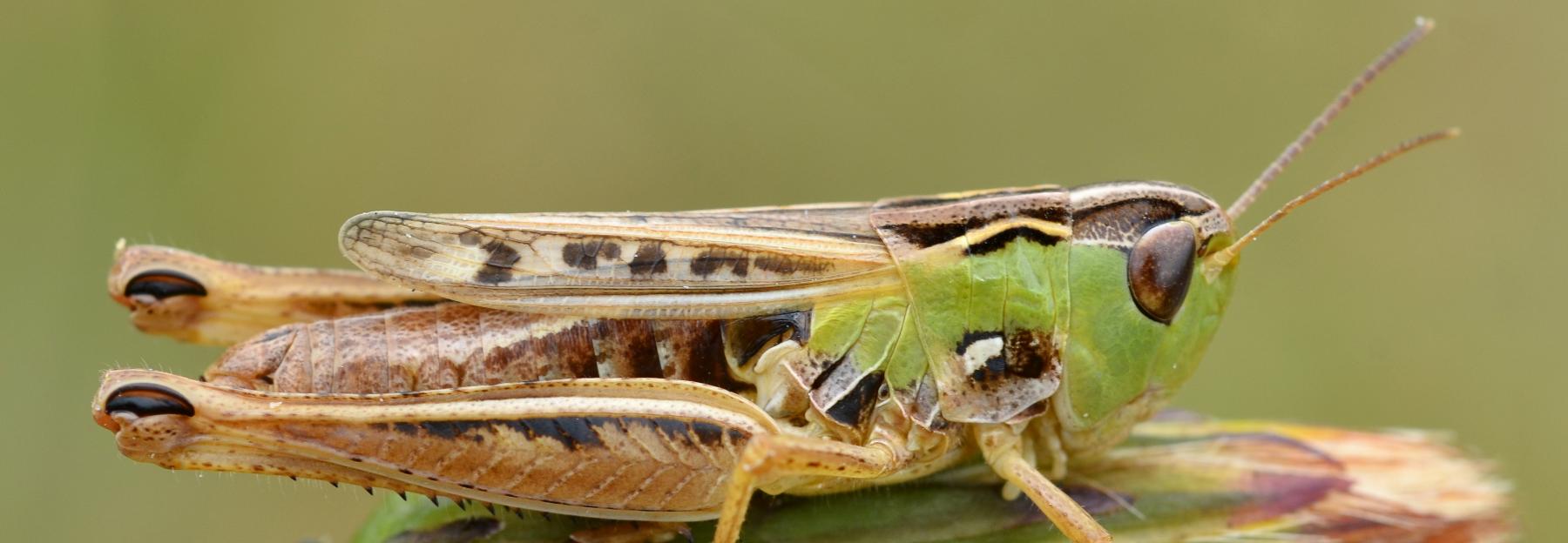 Schwarzfleckiger Grashüpfer