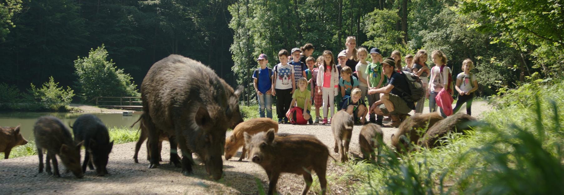 Wildschweine sind die Besucherattraktion im Naturpark Sparbach